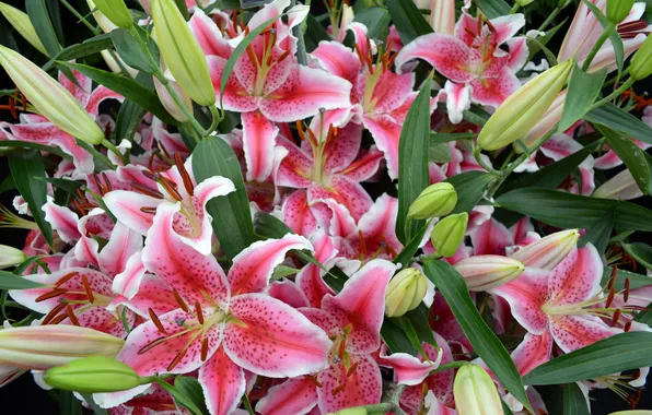 Lily, pink, buds, flowering, pink, Lily, buds, blooms