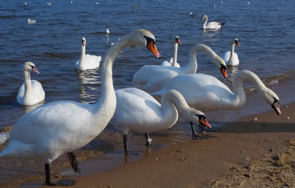 White, swan, bird, water