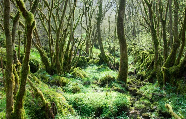 Picture forest, trees, England, moss, Derbyshire