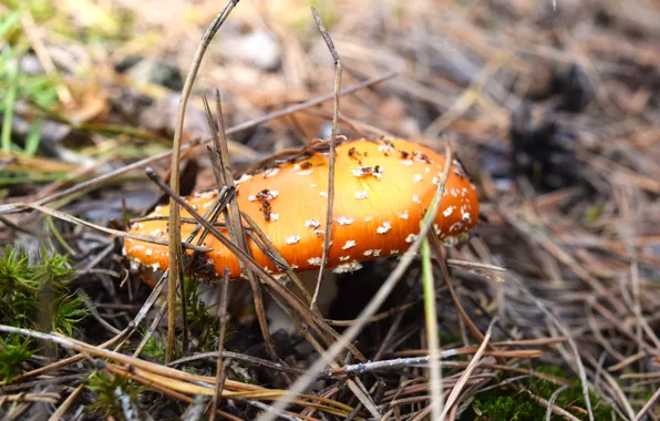 Autumn, forest, mushroom, mushroom, widescreen