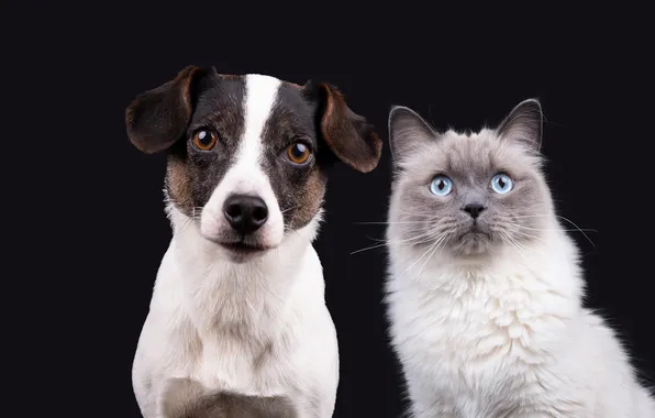 Cat, cat, look, pose, dog, a couple, friends, faces