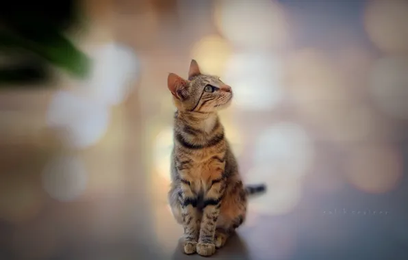 Picture cat, cat, background, focus, looks, bokeh