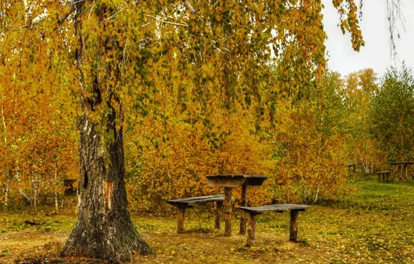 Picture FOREST, TRUNK, LEAVES, TABLE, TREES, BARK, BEAUTY, AUTUMN