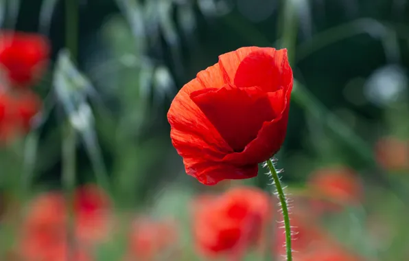 Flowers, Mac, Maki, red, bokeh
