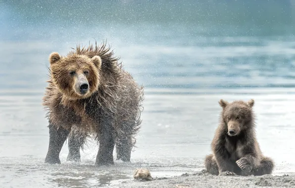 Beach, bear, bears, bear, wet, bear