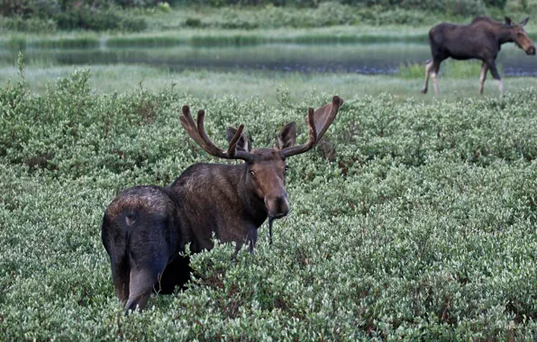 Picture Colorado, horns, USA, moose, National forest Roosevelt