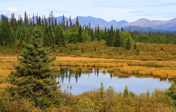 Picture the sky, trees, mountains, swamp