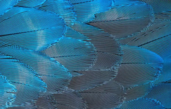 Feathers, parrot, parrot, feathers, David Clode