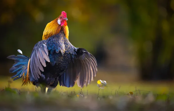 Picture nature, bird, cock