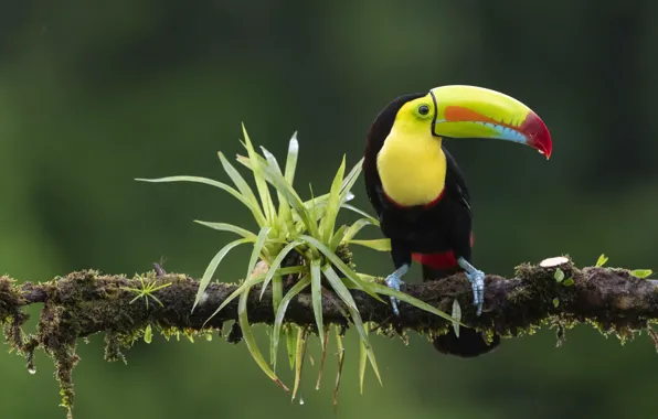 Leaves, bird, branch, Toucan