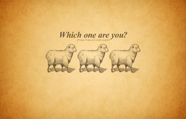 Picture three, sheep, questions