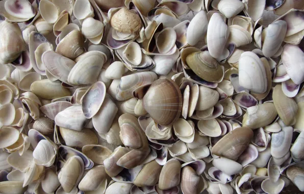 Shell, sea, nature, macro