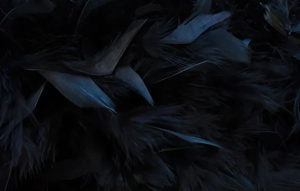 Texture, feathers, black