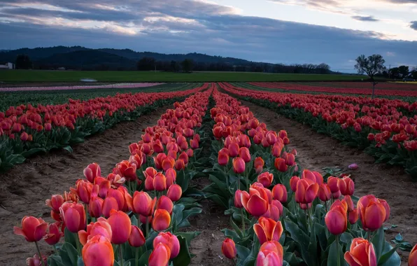 Picture field, the sky, clouds, flowers, red, hills, spring, tulips