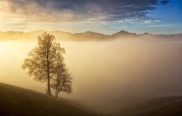 The sky, clouds, light, trees, mountains, fog, tree, dawn