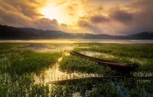 Forest, grass, the sun, light, sunset, fog, lake, pond