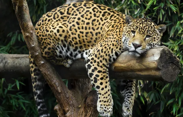 Stay, Jaguar, log, chill