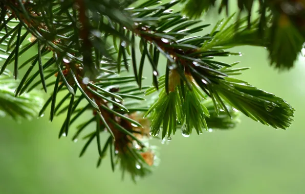 Greens, freshness, spruce