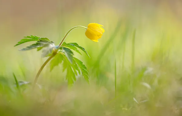 Picture flower, grass, macro, yellow, plant