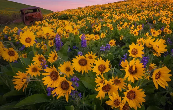 Machine, sunset, flowers, meadow, Washington, lupins, Washington State, balsamorhiza