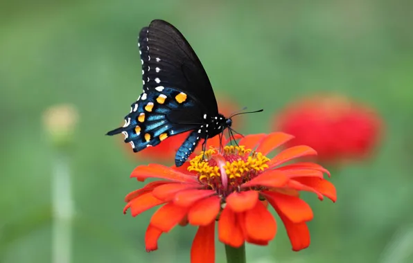 Flower, butterfly, wings, petals, moth