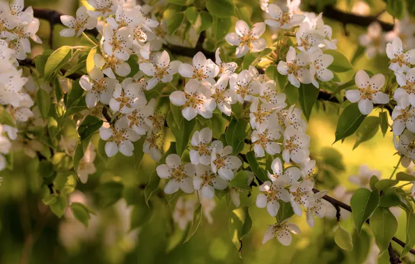 Flowers, branches, spring, flowering, wild pear