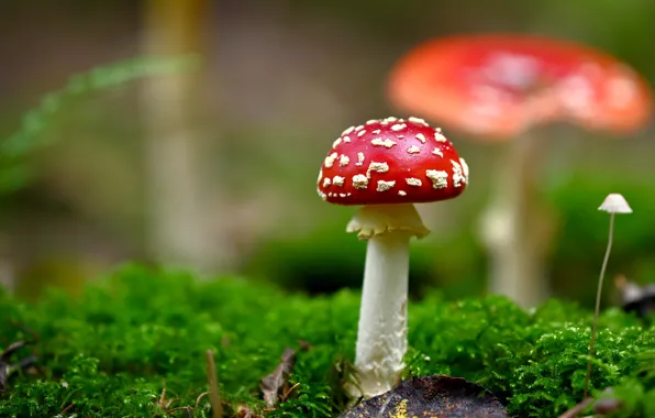 Picture greens, background, mushrooms, moss, mushroom