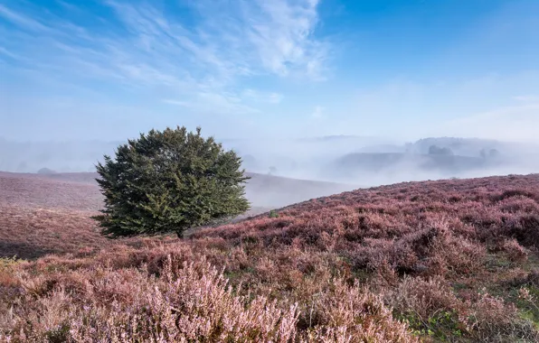 Summer, grass, trees, fog, hills