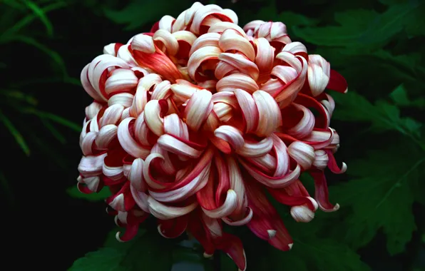 Greens, flower, flowers, petals, garden, red, chrysanthemum, Terry