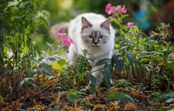 Cat, summer, cat, look, leaves, flowers, nature, kitty