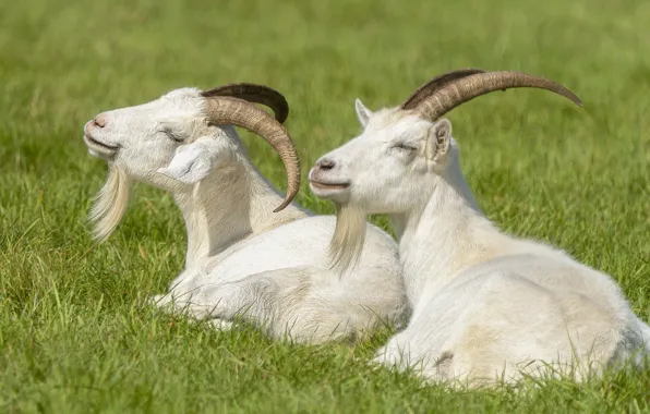Summer, nature, goats