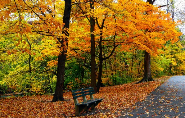 Picture autumn, grass, leaves, trees, bench, nature, Park, colors