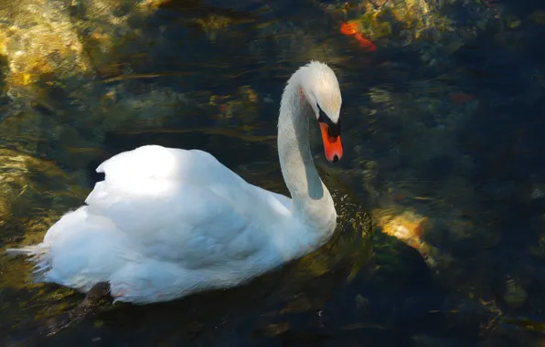White, water, pose, lake, the dark background, bird, the bottom, Swan