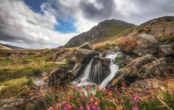 Landscape, flowers, mountains, stream, stones, rocks, Wales