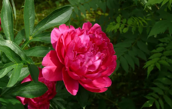 Pink, stem, peony