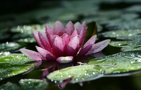 Picture macro, flowers, nature, bokeh, Nymphaeum, raindrops, water Lily