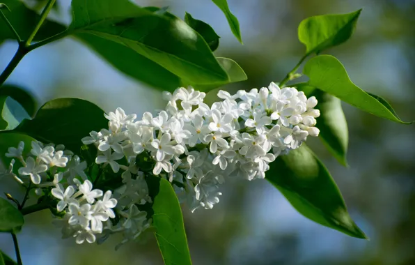 Picture white, leaves, macro, branches, lilac, inflorescence