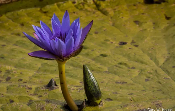 Flower, Nymphaeum, water Lily