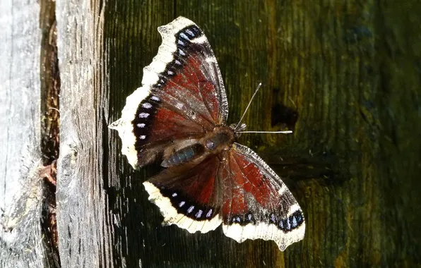 Microsemi, wings, Butterfly, insect, beautiful, closeup