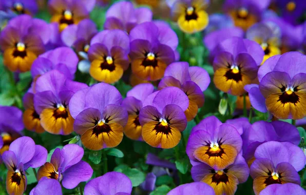 Field, texture, petals, meadow, Pansy