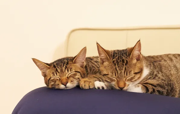Picture cats, cats, sleep, pillow, sleep