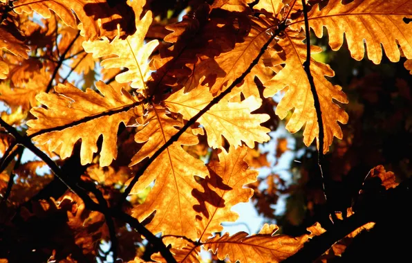 Autumn, leaves, macro, nature, foliage, sheets, autumn pictures