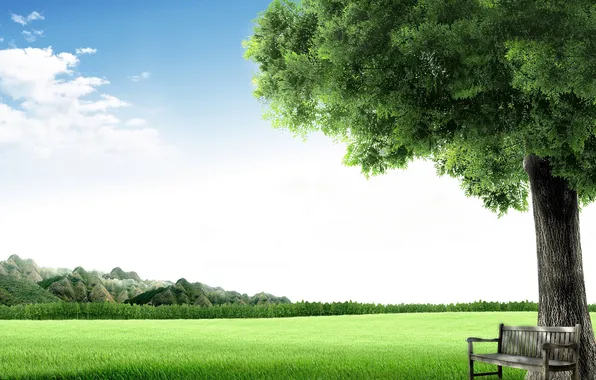 Picture the sky, grass, bench, tree