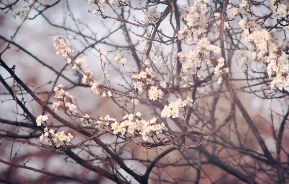 Tree, spring, blooms