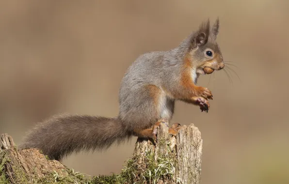 Nature, pose, moss, stump, walnut, protein, red, face
