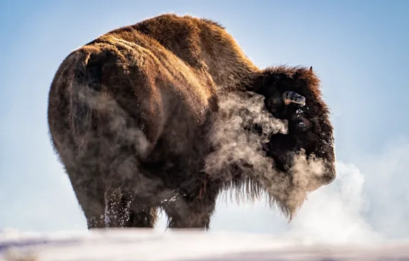 Picture stove, bison, frozen hill