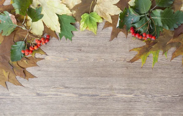 Picture leaves, branches, berries, Board, hawthorn