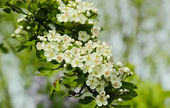 White, flower, blooming