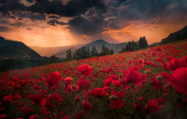 Picture landscape, sunset, flowers, mountains, nature, Maki, slope, meadow