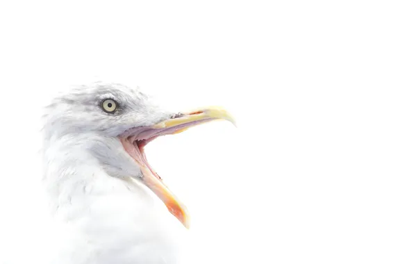 Picture bird, eye, beak, herring gull